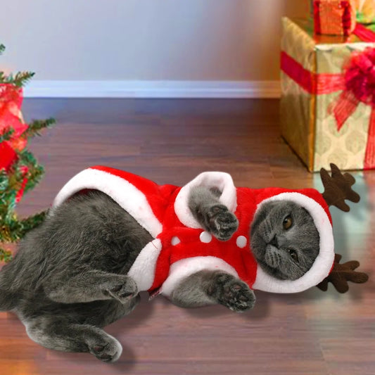 Christmas Santa Costume | Perfectly Sized for Small Dogs and Cats